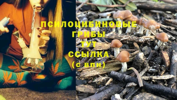 сатива Осинники