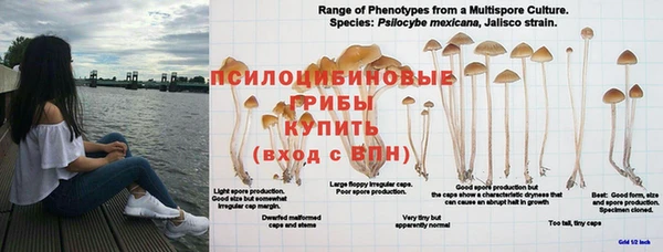 сатива Осинники